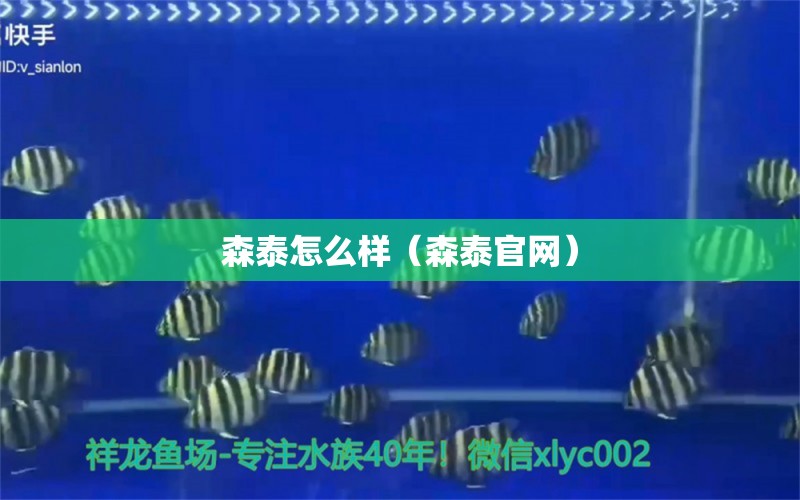 森泰怎么樣（森泰官網(wǎng)） 森森魚缸