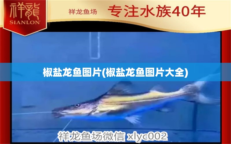 椒鹽龍魚圖片(椒鹽龍魚圖片大全) 戰(zhàn)車紅龍魚