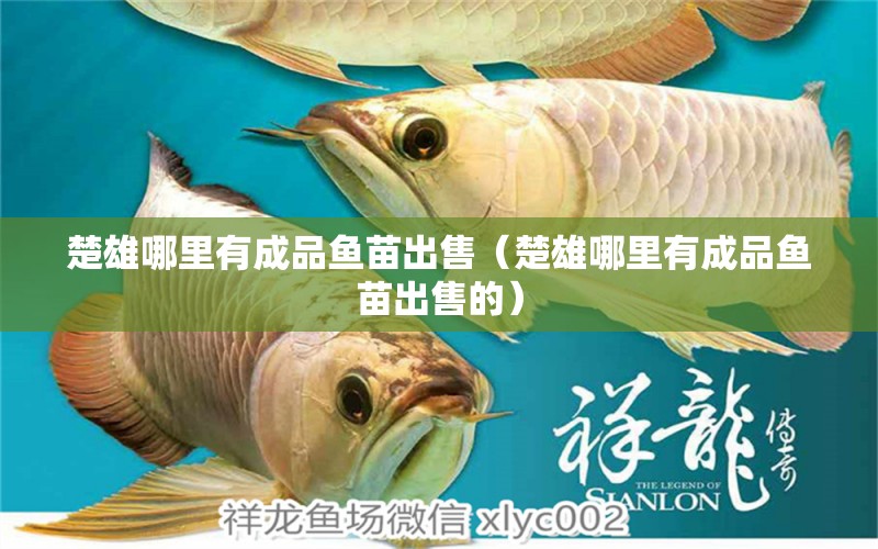 楚雄哪里有成品魚苗出售（楚雄哪里有成品魚苗出售的）