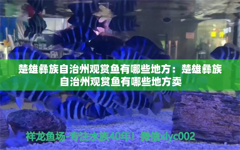 楚雄彝族自治州觀賞魚有哪些地方：楚雄彝族自治州觀賞魚有哪些地方賣