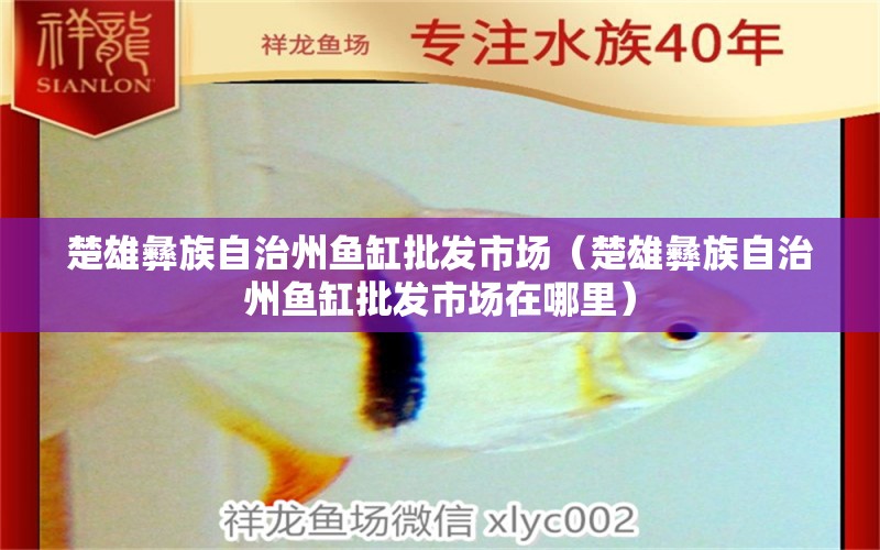 楚雄彝族自治州魚缸批發(fā)市場（楚雄彝族自治州魚缸批發(fā)市場在哪里） 觀賞魚水族批發(fā)市場