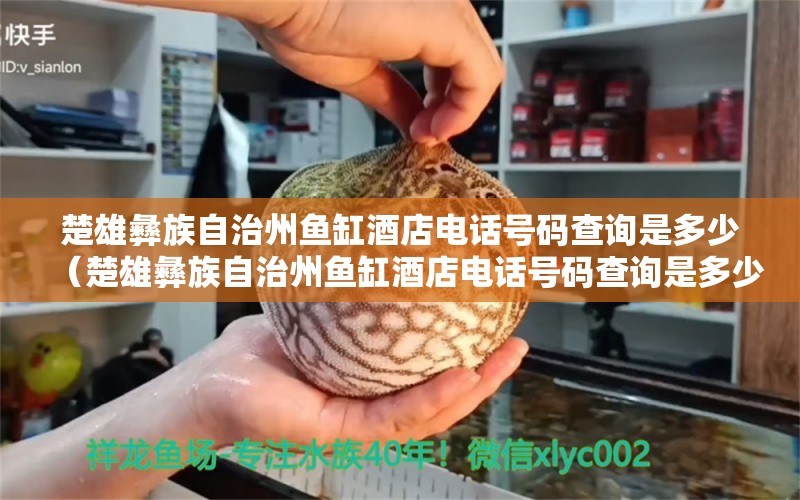 楚雄彝族自治州魚缸酒店電話號碼查詢是多少（楚雄彝族自治州魚缸酒店電話號碼查詢是多少號）