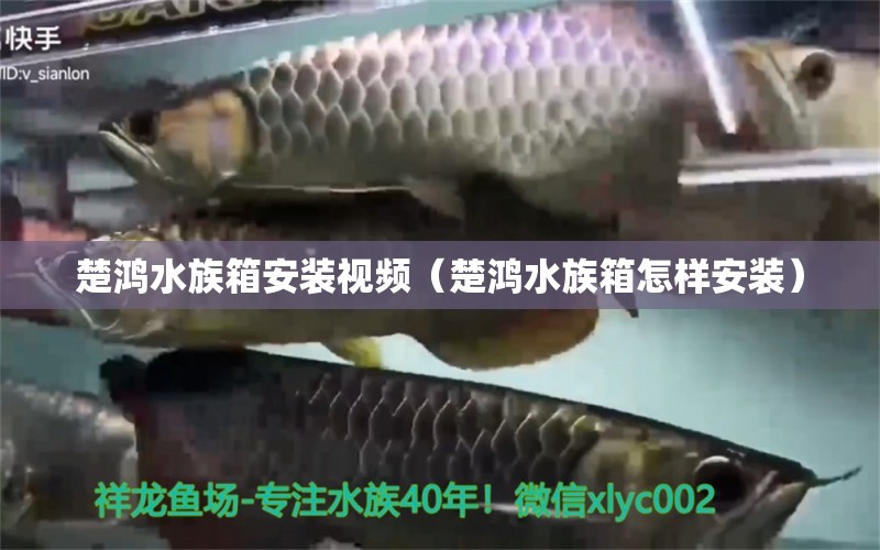 楚鴻水族箱安裝視頻（楚鴻水族箱怎樣安裝）