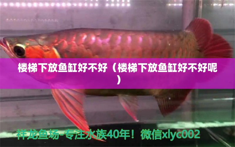 樓梯下放魚(yú)缸好不好（樓梯下放魚(yú)缸好不好呢） 玫瑰銀版魚(yú)