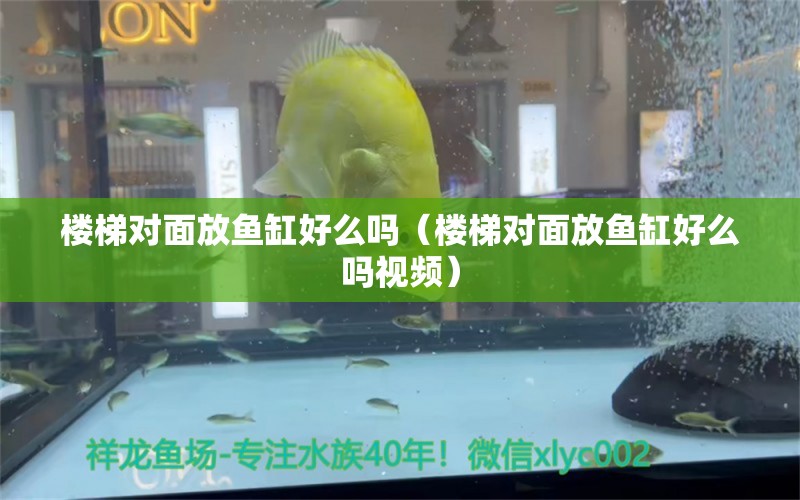 樓梯對(duì)面放魚(yú)缸好么嗎（樓梯對(duì)面放魚(yú)缸好么嗎視頻）