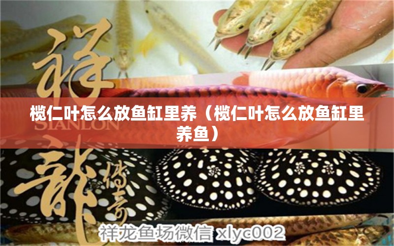 欖仁葉怎么放魚缸里養(yǎng)（欖仁葉怎么放魚缸里養(yǎng)魚）