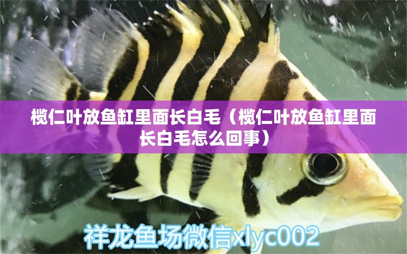 欖仁葉放魚缸里面長白毛（欖仁葉放魚缸里面長白毛怎么回事）