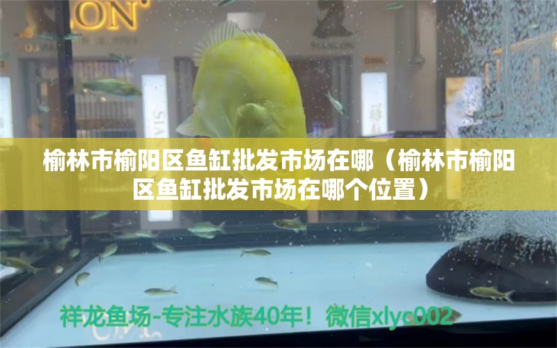 榆林市榆陽區(qū)魚缸批發(fā)市場在哪（榆林市榆陽區(qū)魚缸批發(fā)市場在哪個位置）