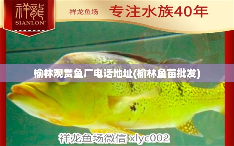 榆林觀賞魚廠電話地址(榆林魚苗批發(fā)) 野生地圖魚