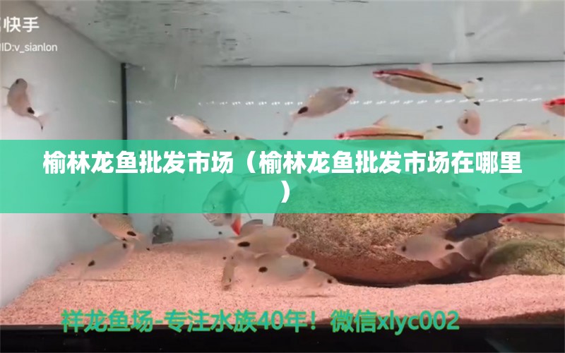 榆林龍魚批發(fā)市場（榆林龍魚批發(fā)市場在哪里） 龍魚批發(fā)