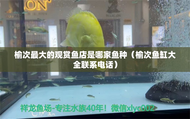 榆次最大的觀賞魚店是哪家魚種（榆次魚缸大全聯(lián)系電話） 錦鯉魚