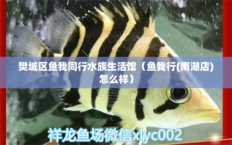 樊城區(qū)魚(yú)我同行水族生活館（魚(yú)我行(南湖店)怎么樣）