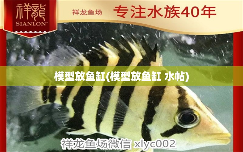 模型放魚缸(模型放魚缸 水帖) 觀賞魚百科