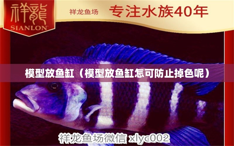 模型放魚缸（模型放魚缸怎可防止掉色呢） 藍底過背金龍魚