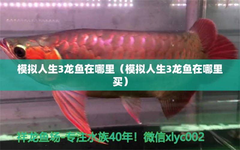 模擬人生3龍魚在哪里（模擬人生3龍魚在哪里買）