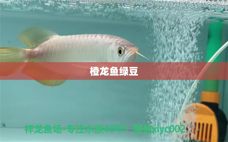 橙龍魚綠豆