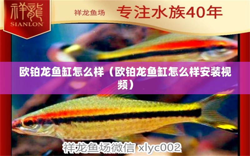 歐鉑龍魚(yú)缸怎么樣（歐鉑龍魚(yú)缸怎么樣安裝視頻） 廣州龍魚(yú)批發(fā)市場(chǎng)