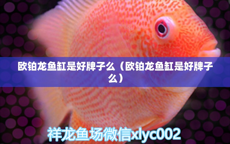 歐鉑龍魚缸是好牌子么（歐鉑龍魚缸是好牌子么）