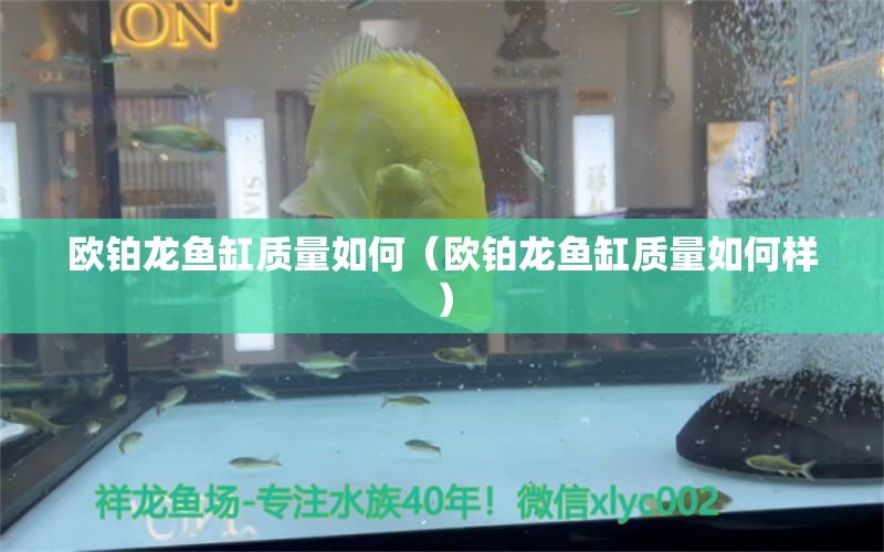 歐鉑龍魚缸質(zhì)量如何（歐鉑龍魚缸質(zhì)量如何樣）