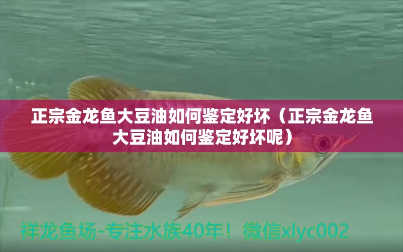 正宗金龍魚大豆油如何鑒定好壞（正宗金龍魚大豆油如何鑒定好壞呢）