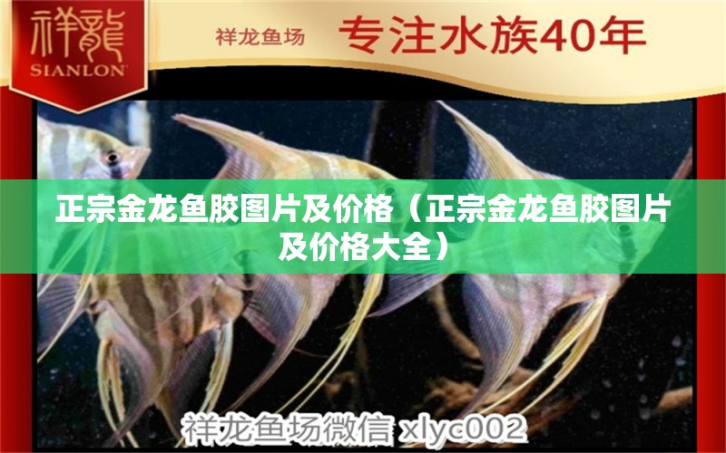 正宗金龍魚(yú)膠圖片及價(jià)格（正宗金龍魚(yú)膠圖片及價(jià)格大全）