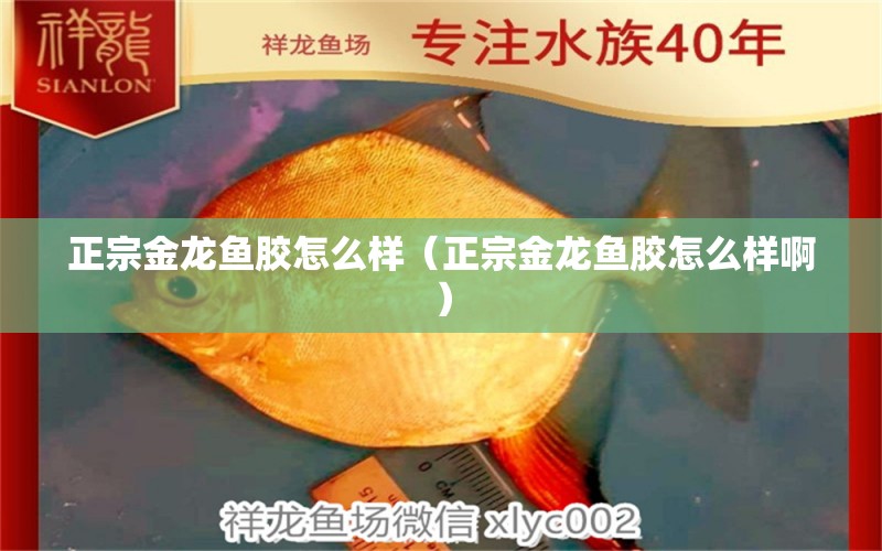 正宗金龍魚膠怎么樣（正宗金龍魚膠怎么樣?。? title=