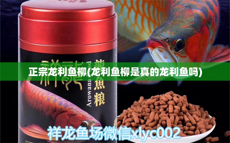 正宗龍利魚柳(龍利魚柳是真的龍利魚嗎) 泰國虎魚（泰虎）