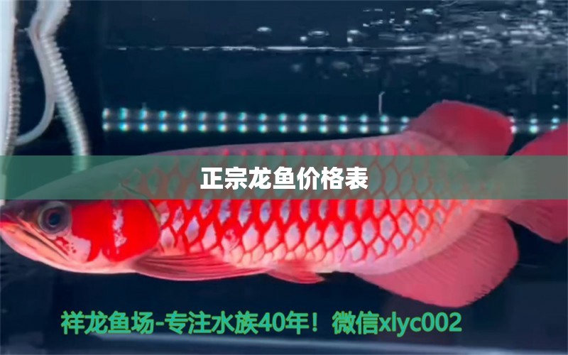 正宗龍魚價(jià)格表