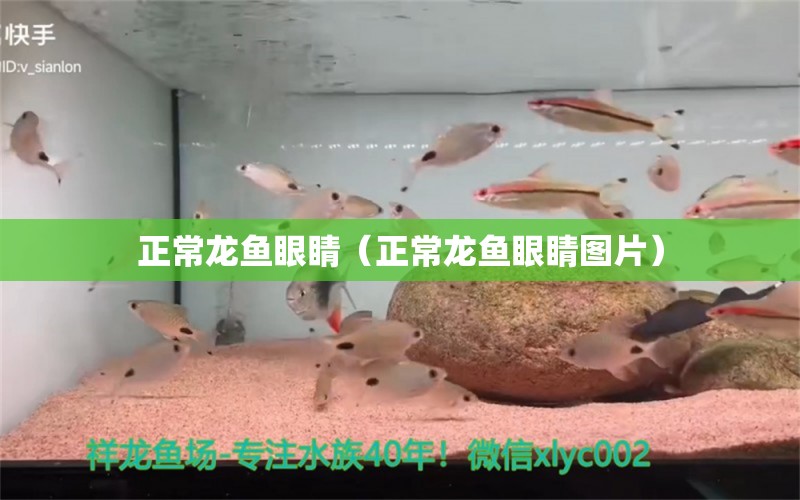 正常龍魚眼睛（正常龍魚眼睛圖片） 祥龍龍魚魚糧