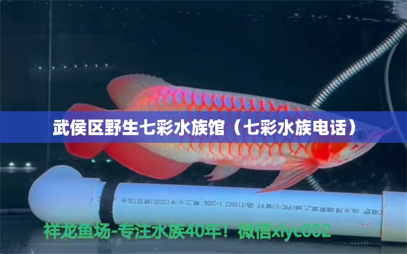 武侯區(qū)野生七彩水族館（七彩水族電話） 全國水族館企業(yè)名錄