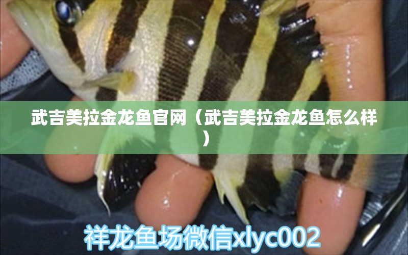 武吉美拉金龍魚官網(wǎng)（武吉美拉金龍魚怎么樣） 武吉美拉金龍魚