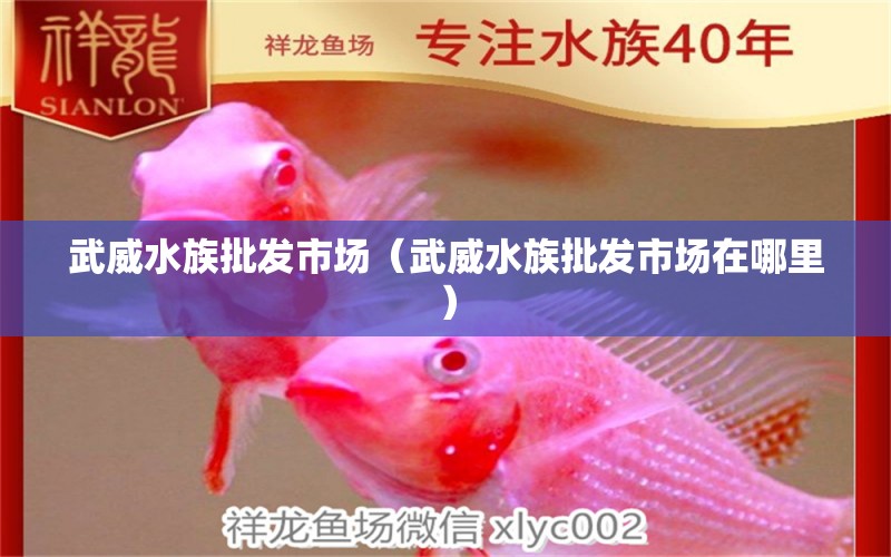 武威水族批發(fā)市場（武威水族批發(fā)市場在哪里） 觀賞魚水族批發(fā)市場