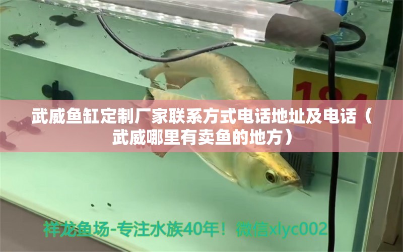 武威魚缸定制廠家聯(lián)系方式電話地址及電話（武威哪里有賣魚的地方）