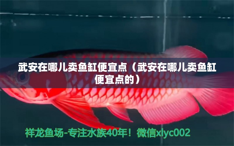 武安在哪兒賣魚缸便宜點（武安在哪兒賣魚缸便宜點的）