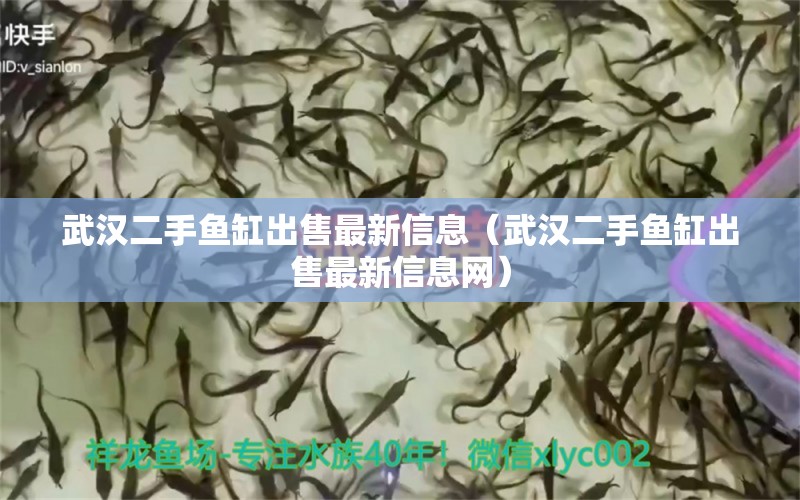 武漢二手魚缸出售最新信息（武漢二手魚缸出售最新信息網(wǎng)） 藍(lán)底過背金龍魚