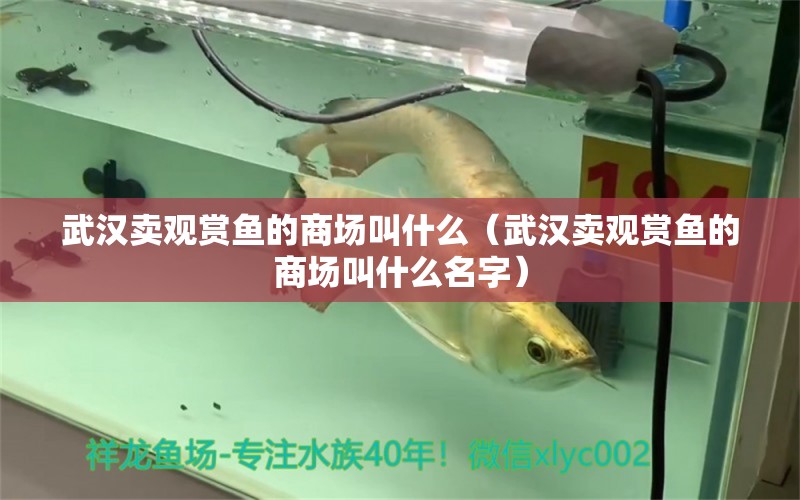 武漢賣觀賞魚的商場叫什么（武漢賣觀賞魚的商場叫什么名字）