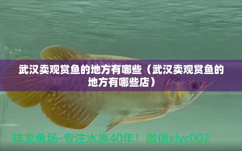 武漢賣觀賞魚的地方有哪些（武漢賣觀賞魚的地方有哪些店）