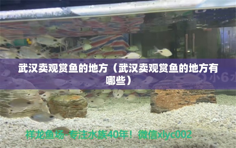 武漢賣觀賞魚的地方（武漢賣觀賞魚的地方有哪些） 廣州龍魚批發(fā)市場