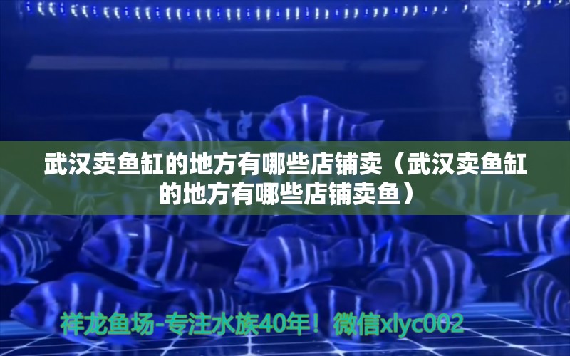 武漢賣魚缸的地方有哪些店鋪賣（武漢賣魚缸的地方有哪些店鋪賣魚） 祥龍水族醫(yī)院