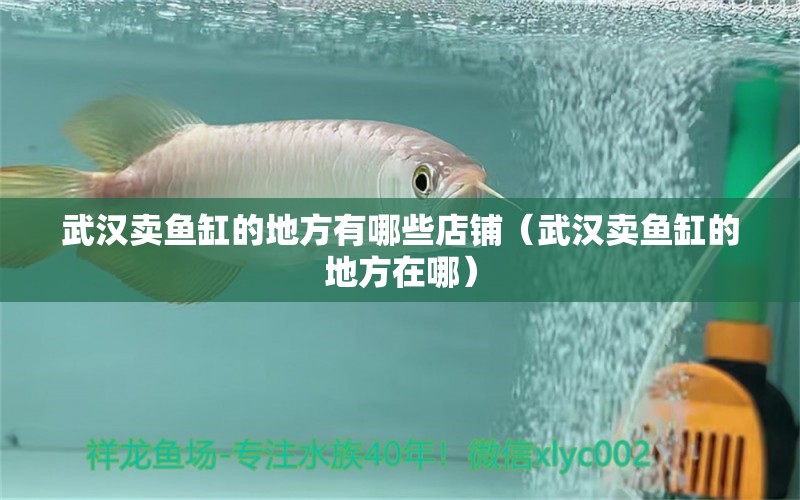 武漢賣魚缸的地方有哪些店鋪（武漢賣魚缸的地方在哪） 黃金貓魚