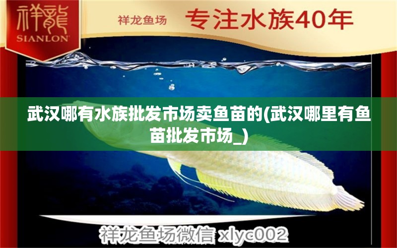 武漢哪有水族批發(fā)市場(chǎng)賣(mài)魚(yú)苗的(武漢哪里有魚(yú)苗批發(fā)市場(chǎng)_) 觀(guān)賞魚(yú)水族批發(fā)市場(chǎng)