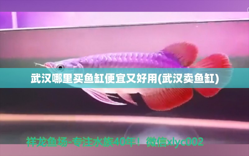 武漢哪里買魚缸便宜又好用(武漢賣魚缸) 戰(zhàn)車紅龍魚