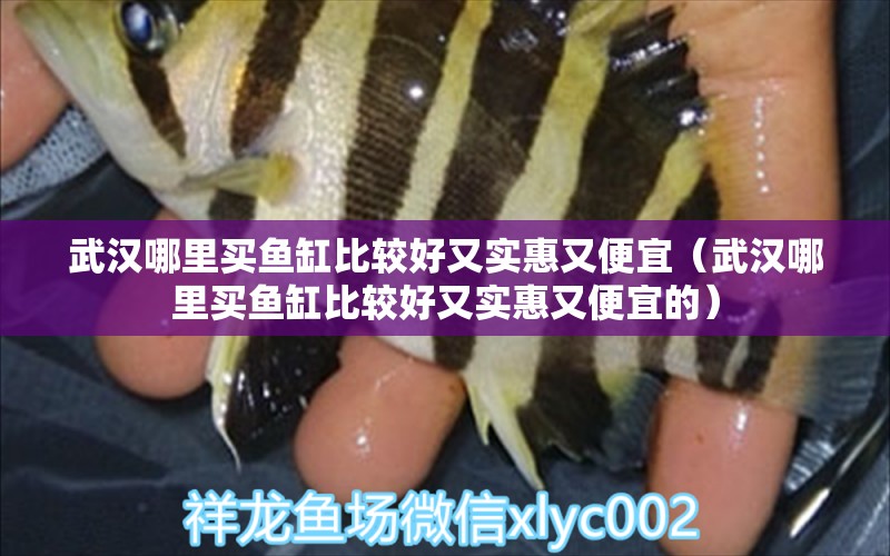 武漢哪里買魚缸比較好又實惠又便宜（武漢哪里買魚缸比較好又實惠又便宜的） 祥龍水族醫(yī)院