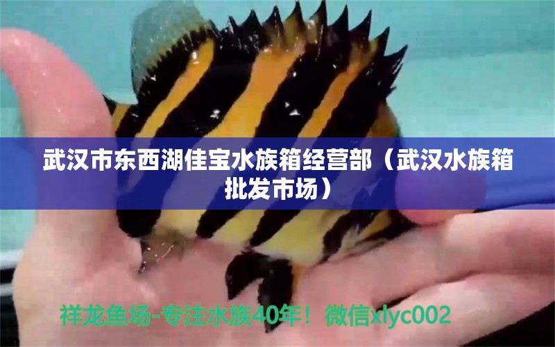 武漢市東西湖佳寶水族箱經(jīng)營部（武漢水族箱批發(fā)市場） 魚缸/水族箱