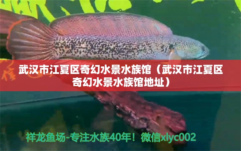 武漢市江夏區(qū)奇幻水景水族館（武漢市江夏區(qū)奇幻水景水族館地址）