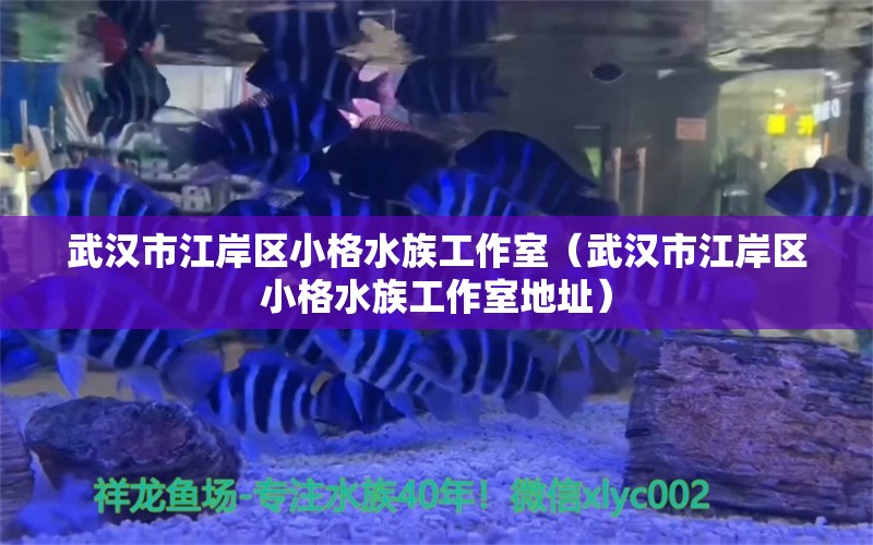 武漢市江岸區(qū)小格水族工作室（武漢市江岸區(qū)小格水族工作室地址） 全國水族館企業(yè)名錄