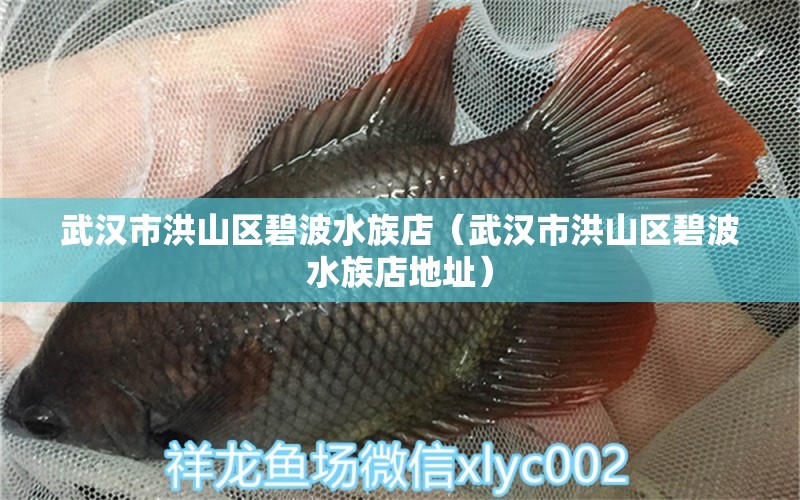 武漢市洪山區(qū)碧波水族店（武漢市洪山區(qū)碧波水族店地址） 全國水族館企業(yè)名錄