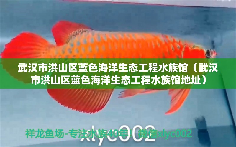 武漢市洪山區(qū)藍(lán)色海洋生態(tài)工程水族館（武漢市洪山區(qū)藍(lán)色海洋生態(tài)工程水族館地址）