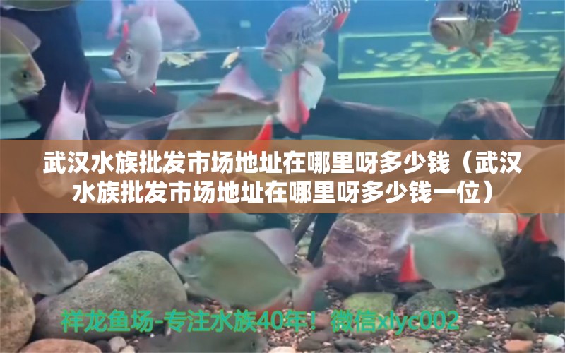 武漢水族批發(fā)市場(chǎng)地址在哪里呀多少錢（武漢水族批發(fā)市場(chǎng)地址在哪里呀多少錢一位）