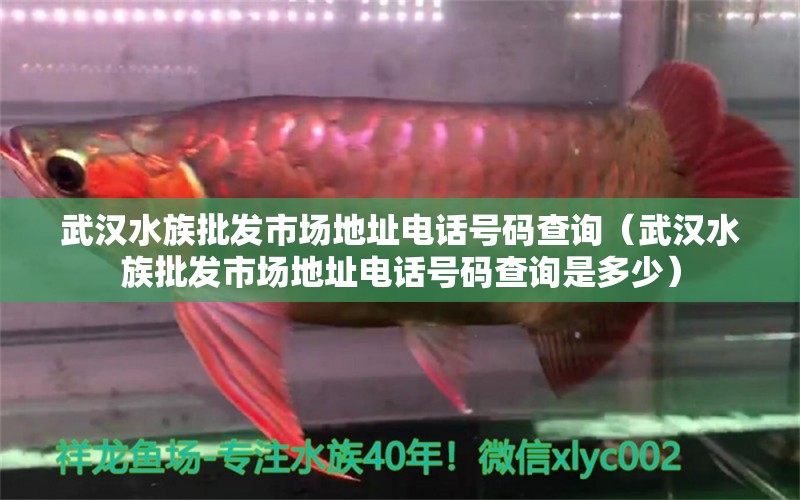 武漢水族批發(fā)市場地址電話號碼查詢（武漢水族批發(fā)市場地址電話號碼查詢是多少） 觀賞魚水族批發(fā)市場